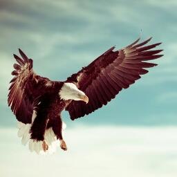 Halcon10934 - avatar