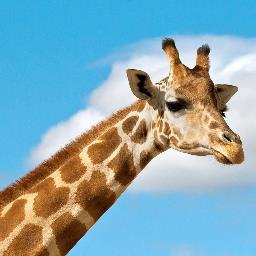 TheGiraffe - avatar