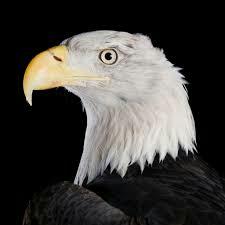 grey eagle - avatar