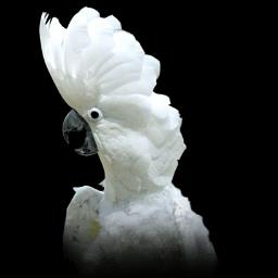 Cockatoo - avatar