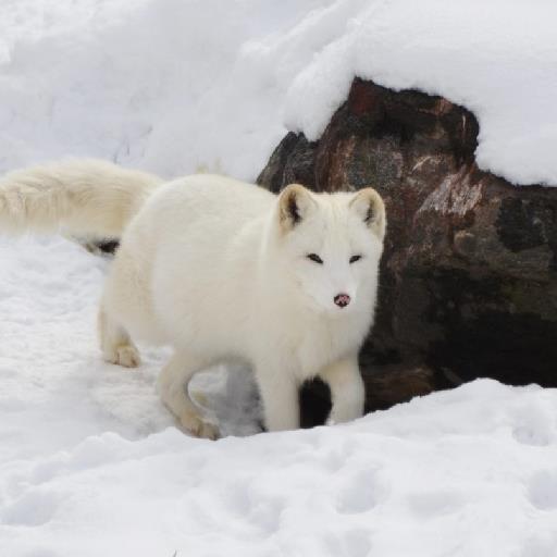 Arctic Fox - avatar