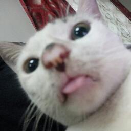 Evil kitty - avatar