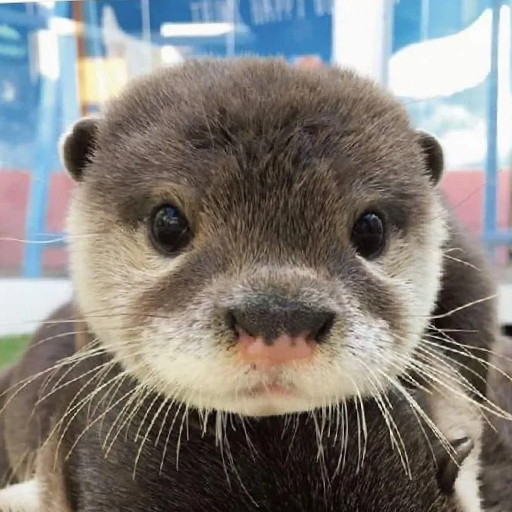 OTTER - avatar