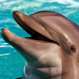 Dolph In (Dolphin) - avatar