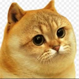 gato - avatar
