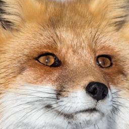 Fox Ranger - avatar