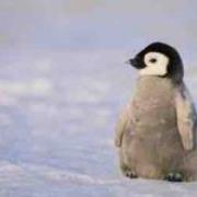 penguin1234 - avatar