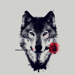 WolfBloodCoding(UnitedStates) - avatar