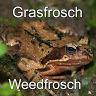 Weedfrosch - avatar