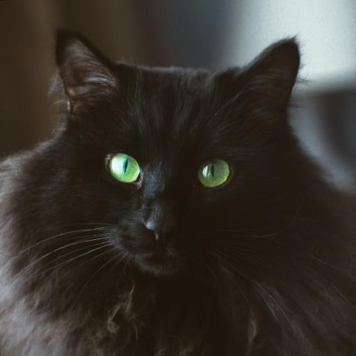 The Coding Cat - avatar