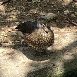 Connor Hall the Duck🦆🇺🇸 - avatar