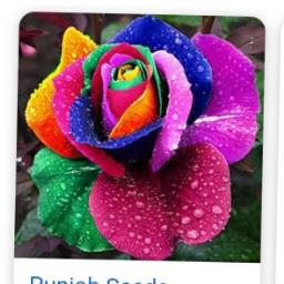 Rainbow Rose - avatar