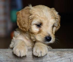 Puppy!!😁😜 - avatar