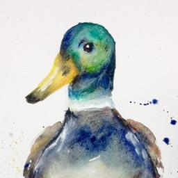 Duck - avatar