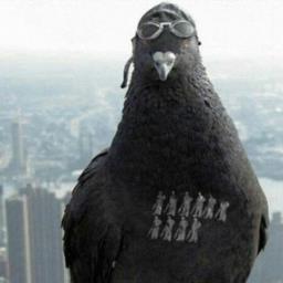 Da Talking Pigeon - avatar
