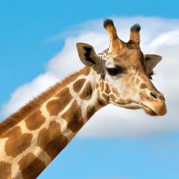 Giraffy - avatar