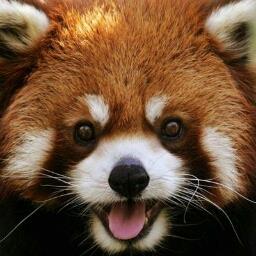 Red Raccoon - avatar