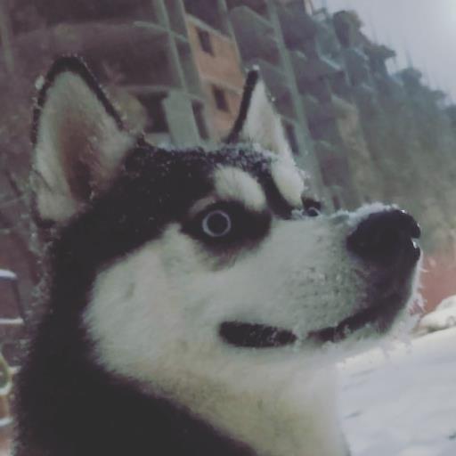 Farkhod Khalikov - avatar