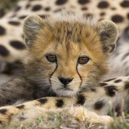 UR Boy Cheetah - avatar