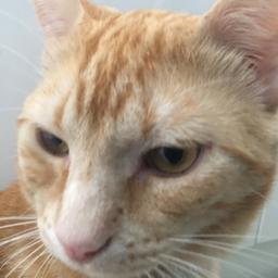 Firestar - avatar