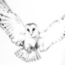 The Owl - avatar