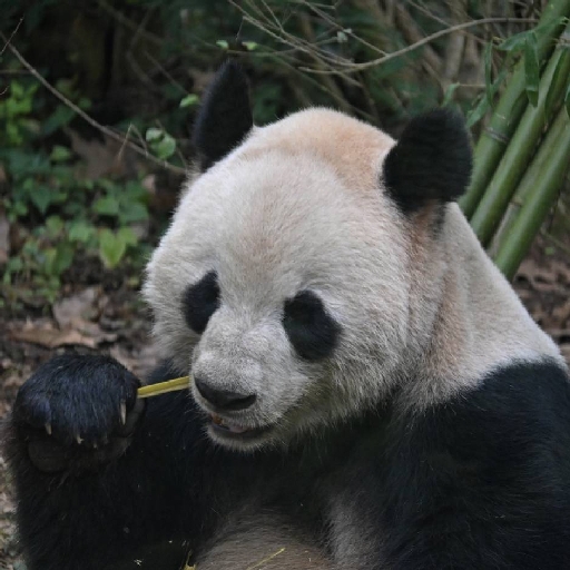 ZHITONG SONG - avatar