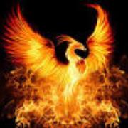 Phoenix - avatar
