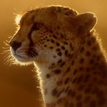 Dawn Cheetah - avatar