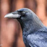 Fussy Crow - avatar