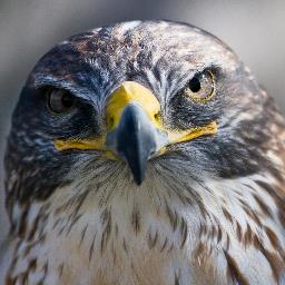 Falcon - avatar