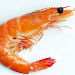 Shrimp - avatar