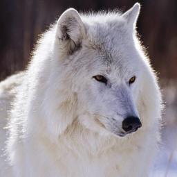 Wolfy The Wolf - avatar
