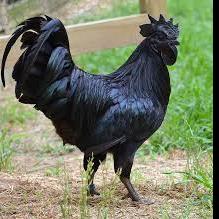 Black Rooster - avatar