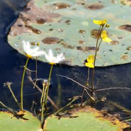 Wildflower👩🏻 - avatar