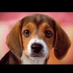 Beagle yt - avatar