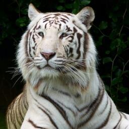 Tiger - avatar