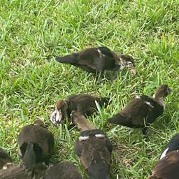 Aiden the Baby(Bigger) duck - avatar