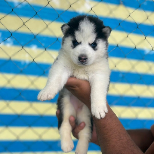 🤔☺️😳😇 - avatar