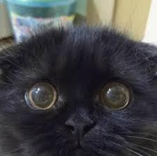 Business Kitty - avatar