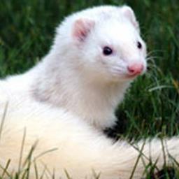 Ferret - avatar