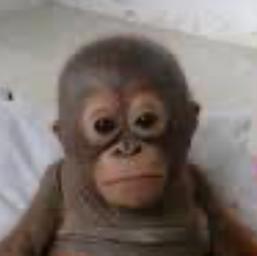 Lolik Lolik - avatar