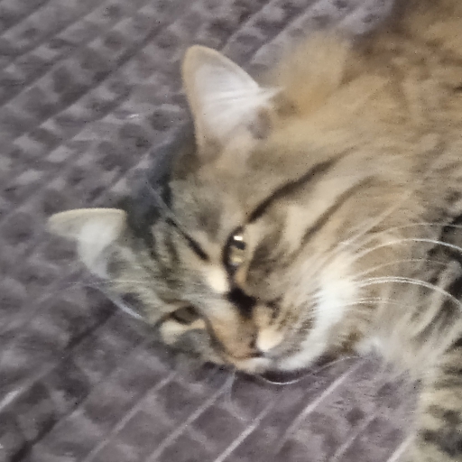 Kitty - avatar