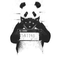 Jordan Styles(Intelligent Panda) - avatar