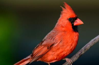 Red Bird - avatar