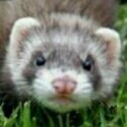 furryferret3 - avatar