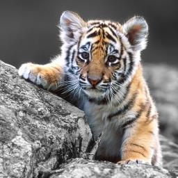 Pradeep V - avatar