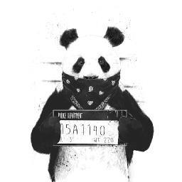 Panda - avatar