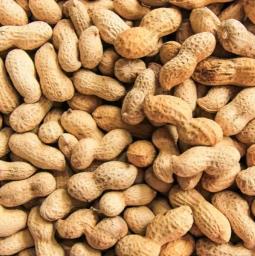 Peanuts Berkenshine - avatar