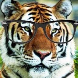 Wise Tiger - avatar