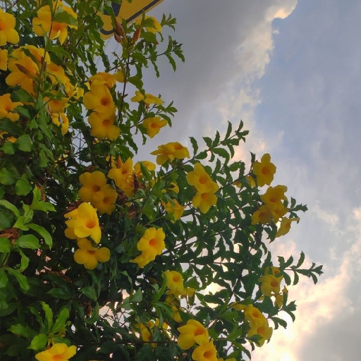 Priyanshi Chauhan - avatar